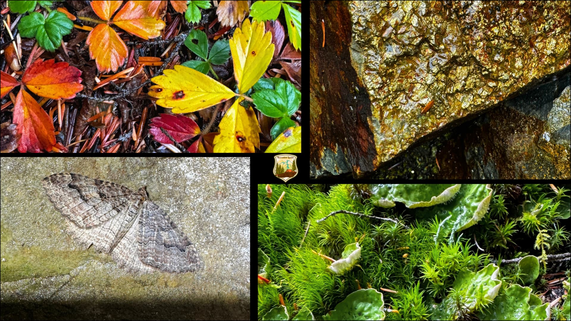 Collage of autumn leaves, moss, a moth, and wet rocks from a forest floor.