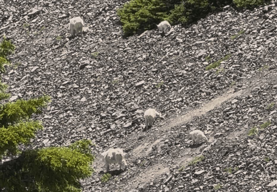 White mountain goats navigate a steep, rocky slope with green trees nearby.