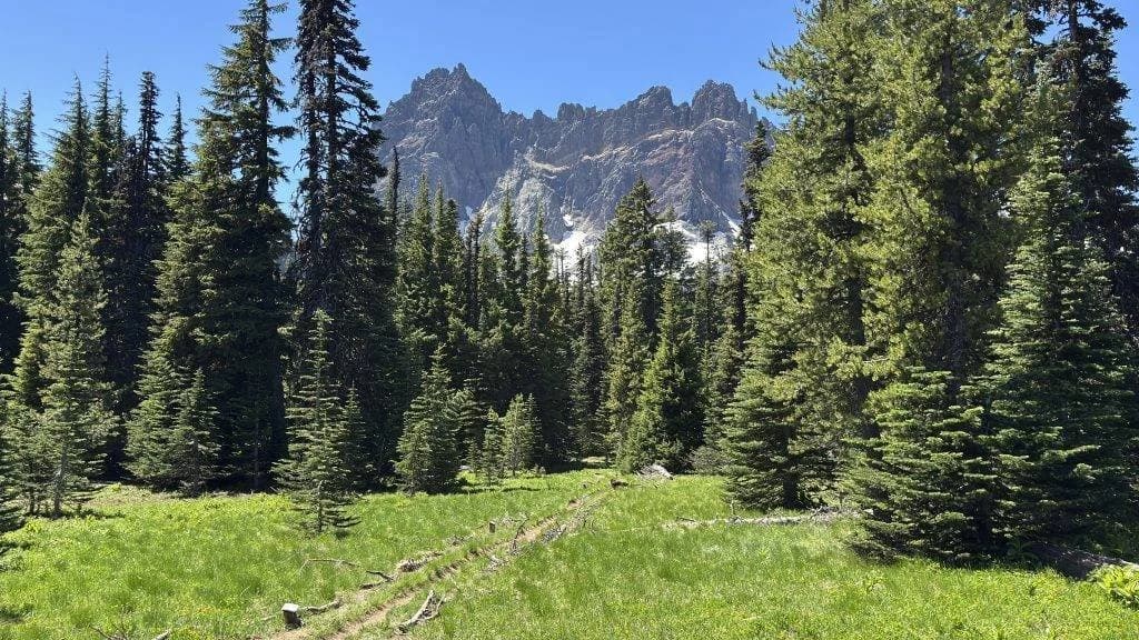 Green meadow with pine trees and jagged mountain peaks under blue sky