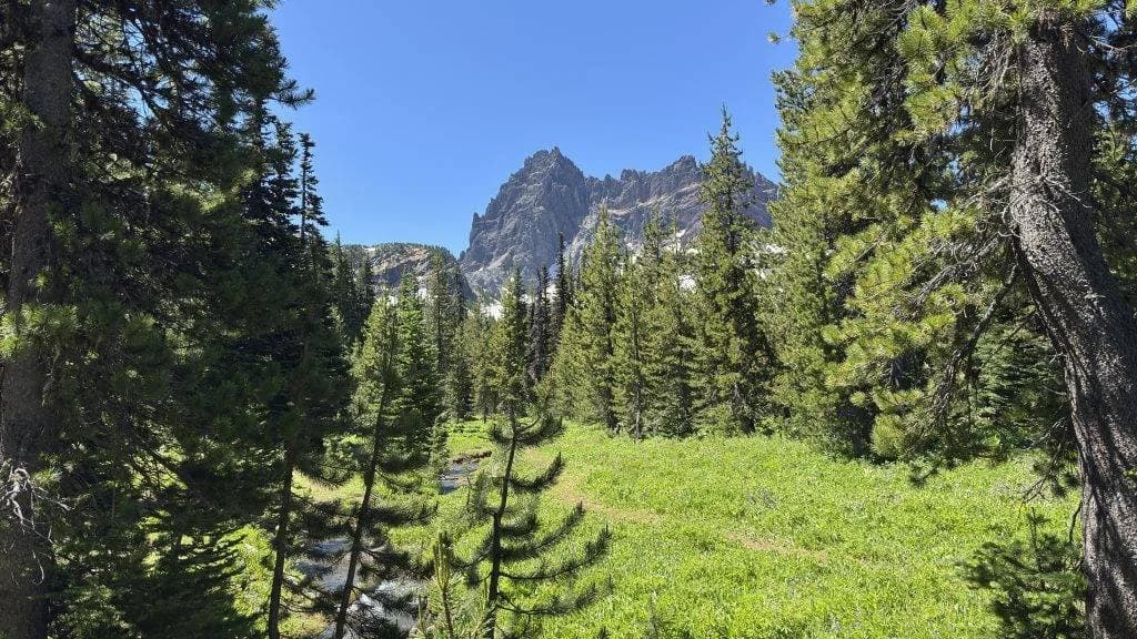 Mountain peak framed by pine trees and green meadow under blue sky