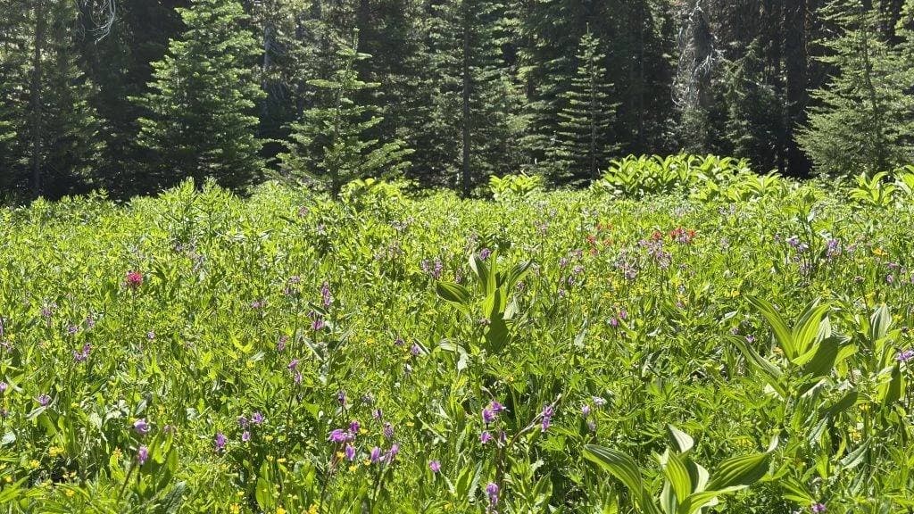 Wildflower meadow with purple blooms and evergreen forest in background.