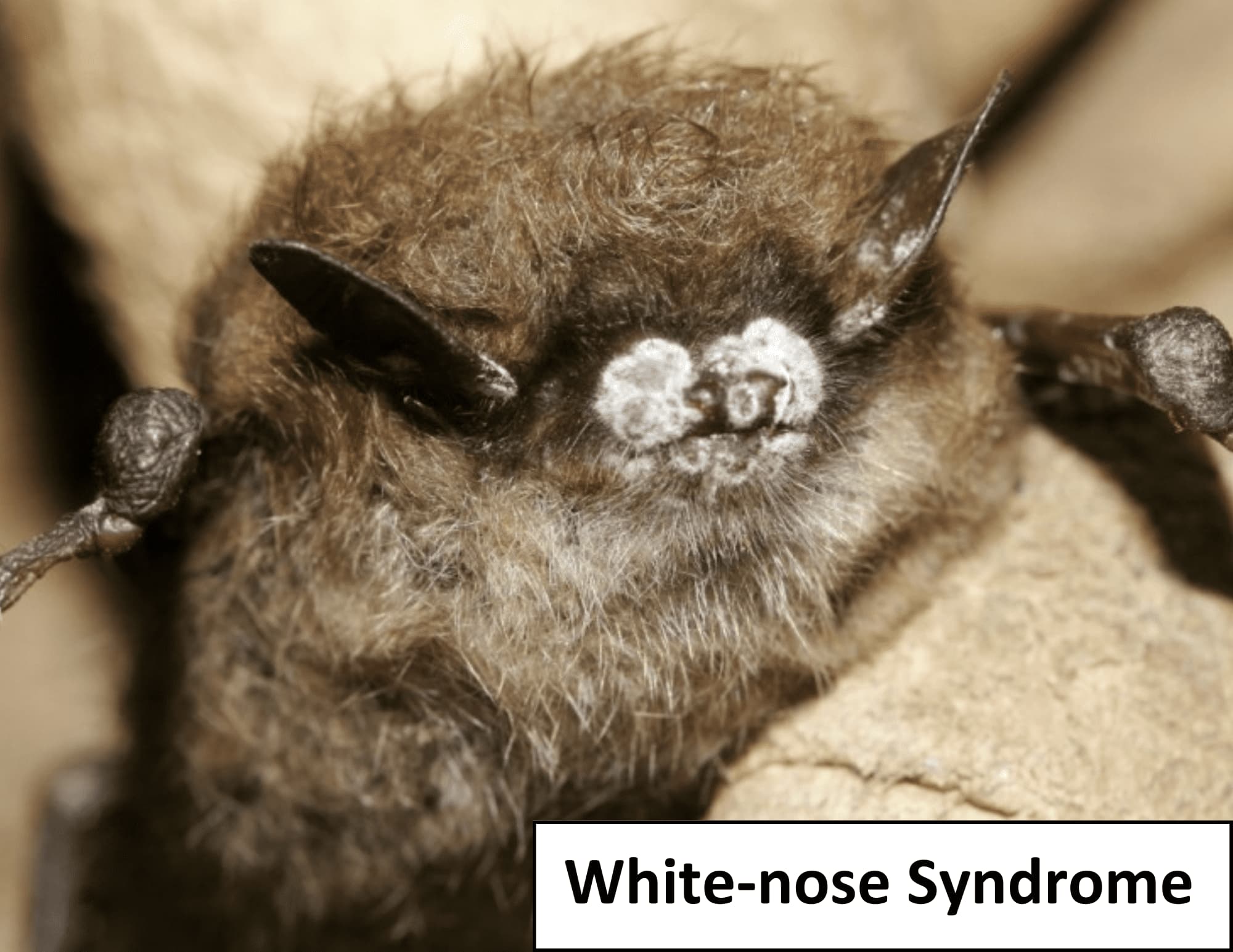Bat with white fungus on nose, labeled White-nose Syndrome