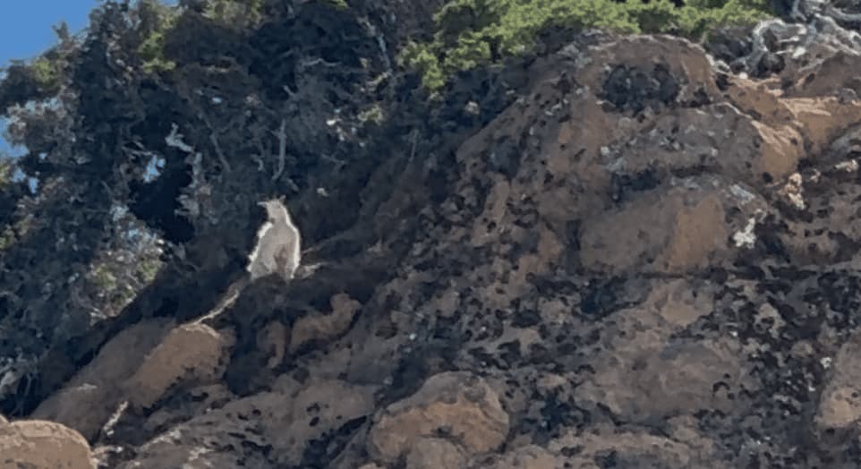 Rock wallaby perched on rugged cliffside under blue sky