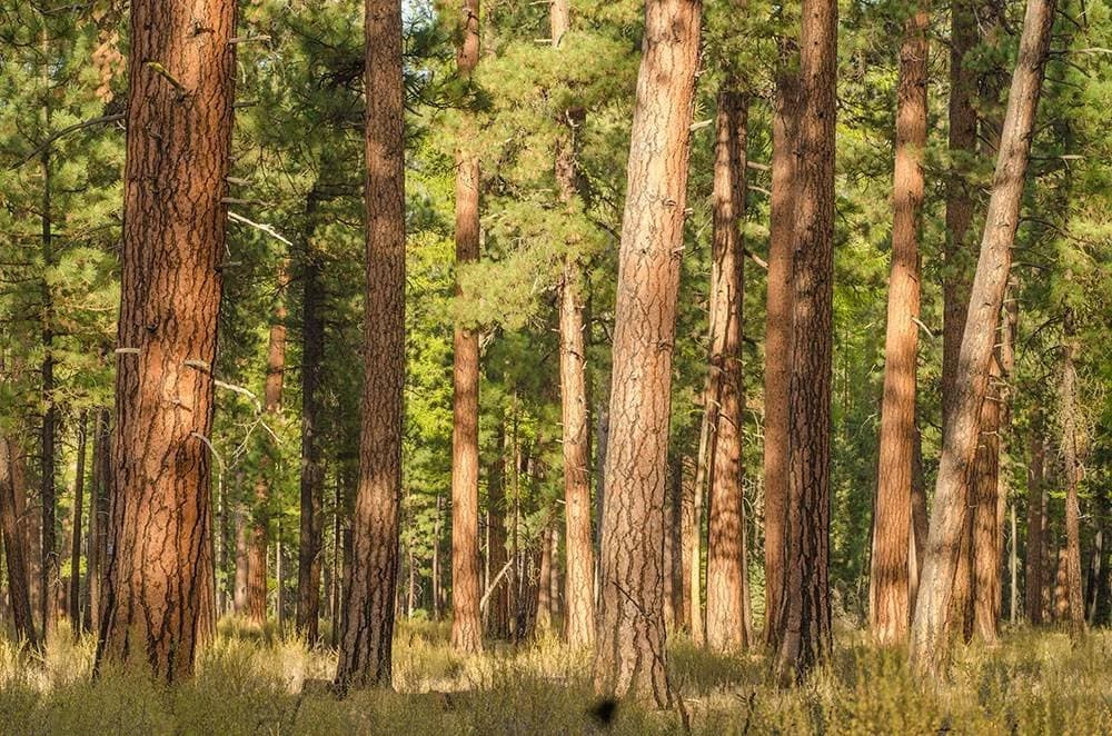 Tall ponderosa pine trees in a sunlit forest with green undergrowth.