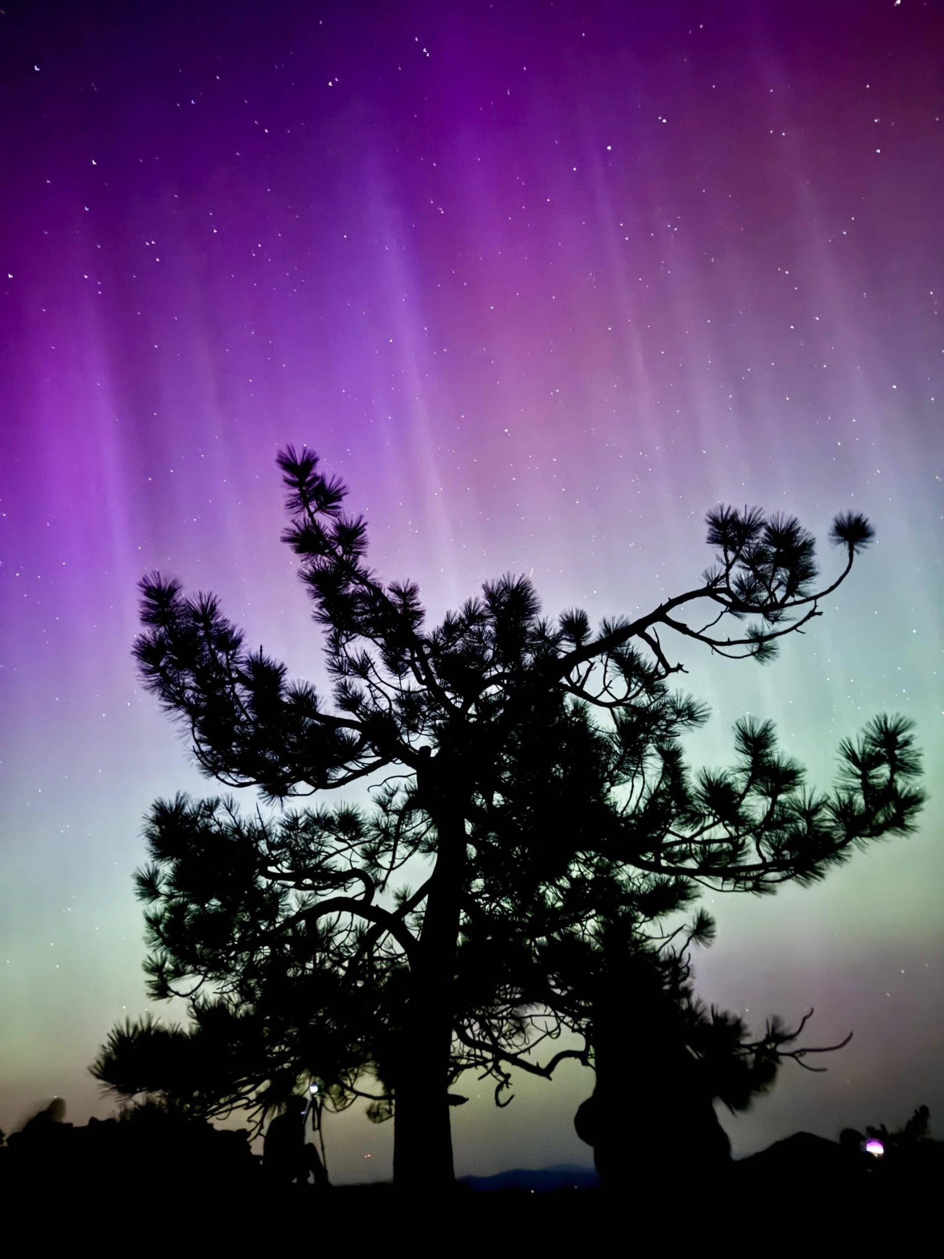 Silhouetted pine tree under vibrant purple and green aurora borealis with stars above.