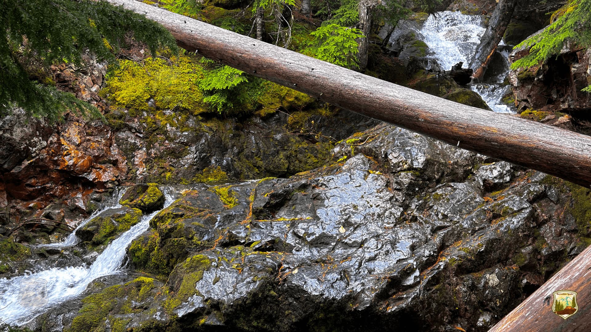 Mossy rocks and cascading stream under fallen log in forest