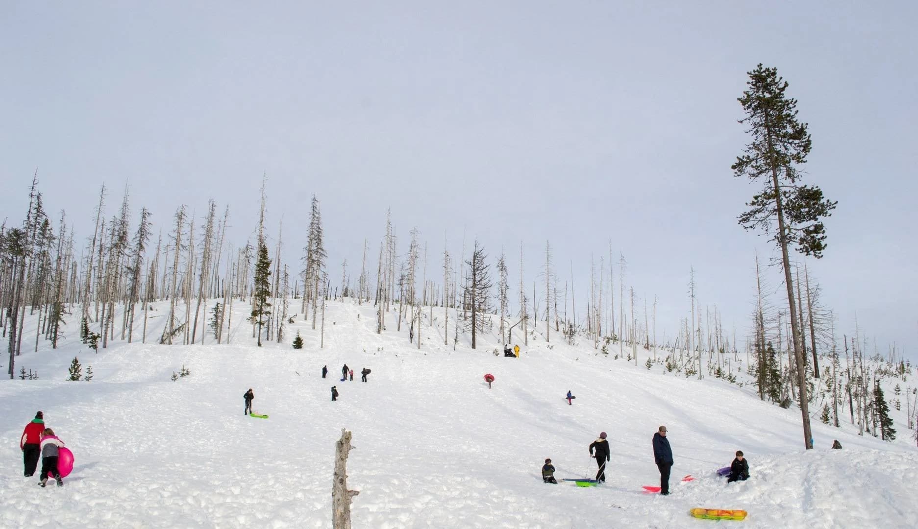 People sledding and tubing down a snowy hill surrounded by sparse trees under a gray sky.